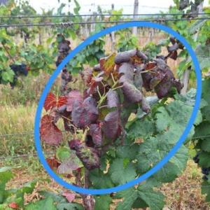 Upozornenie na zlaté žltnutie viniča.